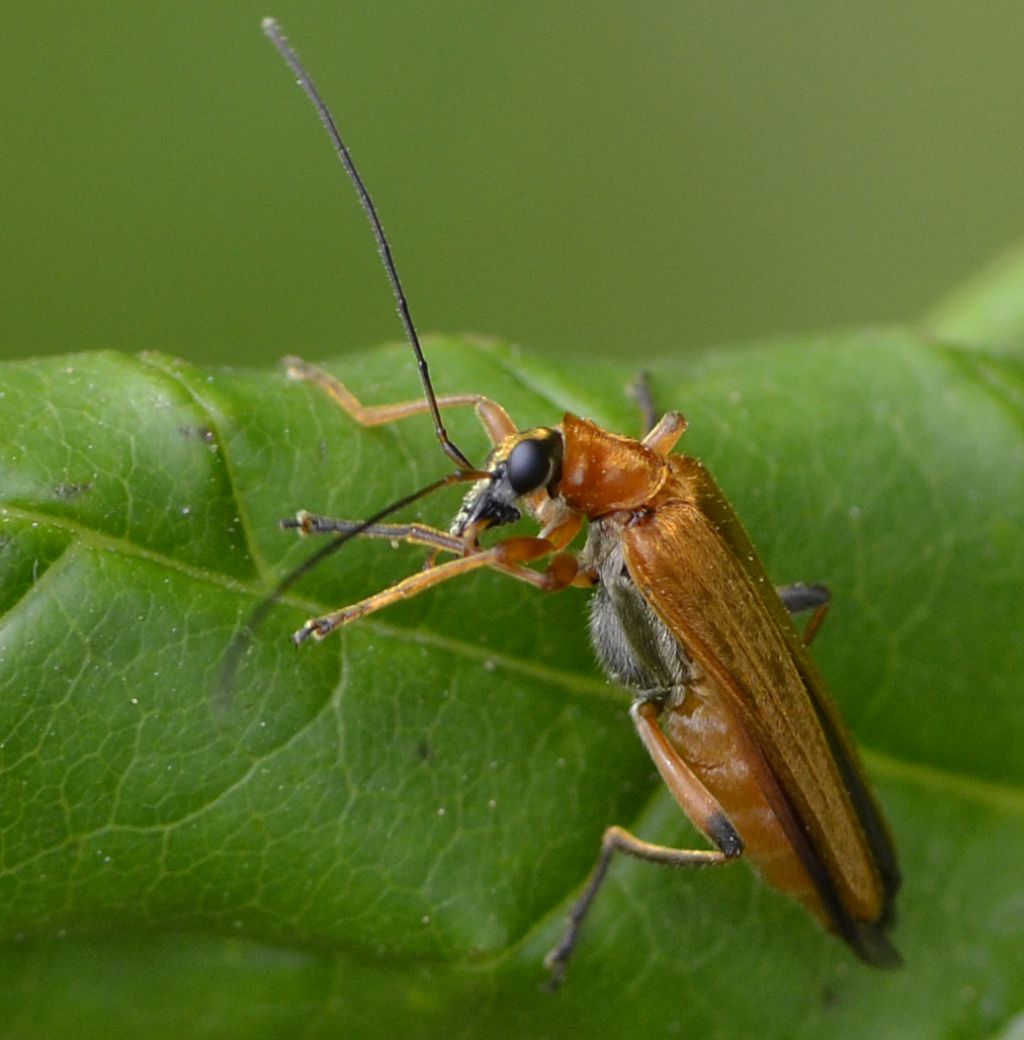 Oedemera podagrariae